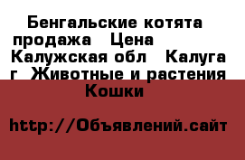 Бенгальские котята, продажа › Цена ­ 20 000 - Калужская обл., Калуга г. Животные и растения » Кошки   